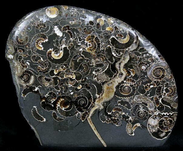 Polished Ammonites Marston Magna Marble - Tall #22095